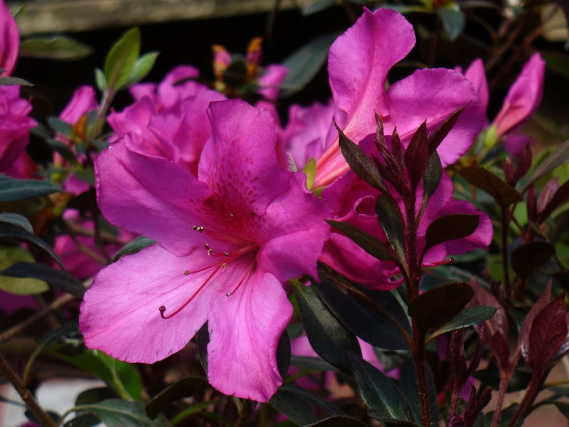 Little John Azalea