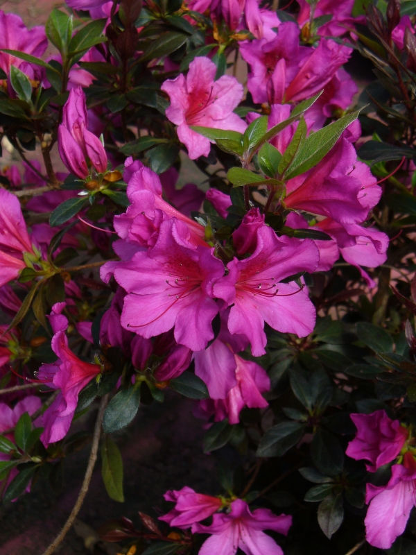 Little John Azalea