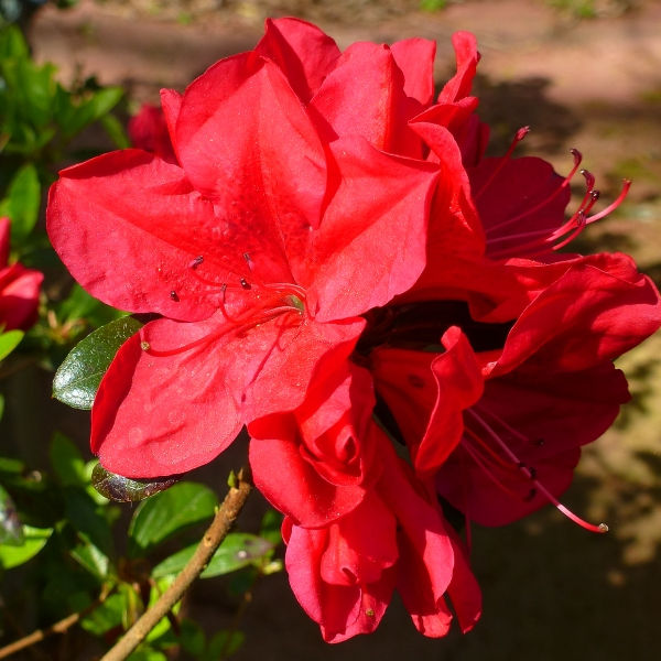 Coronado Red Azalea