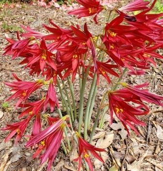 Hill Country Red Oxblood Lily, Schoolhouse Lily