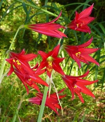 Hill Country Red Oxblood Lily, Schoolhouse Lily