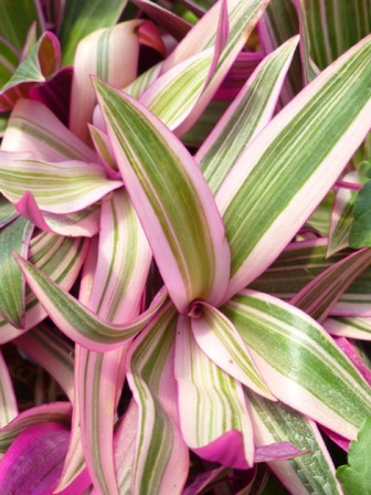 1 Pink Dwarf Oyster Plant Moses in the Cradle Bear Root Plant 