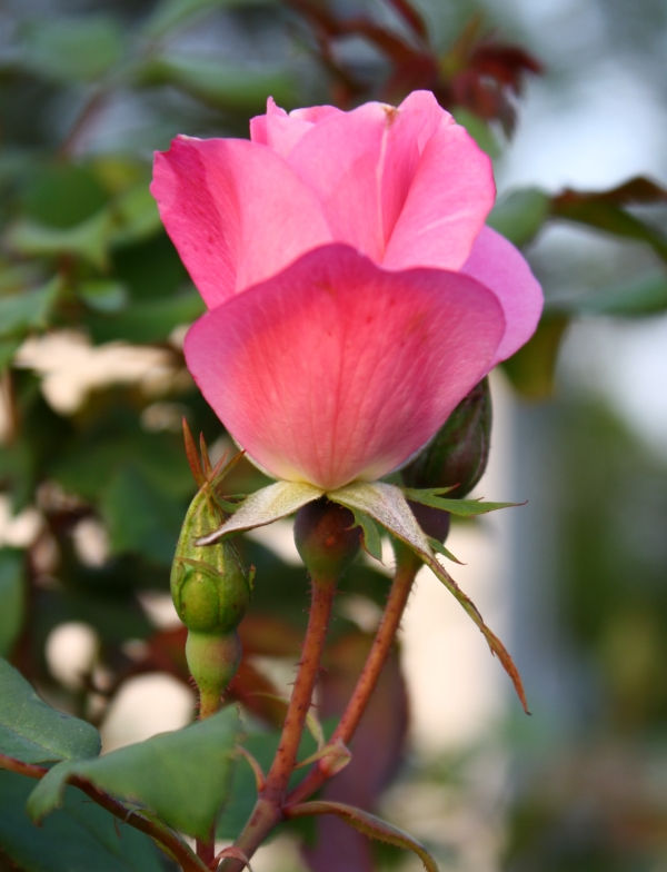 Almost Eden Plants Duchesse de Brabant Rose - Thumbnail 3