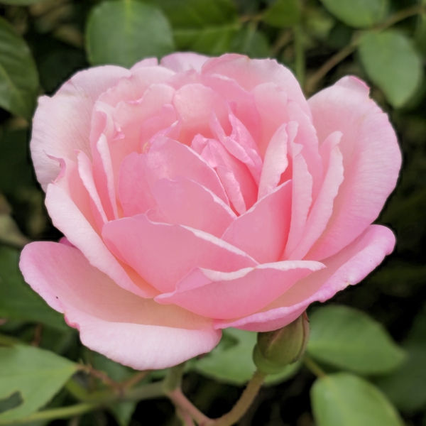 Almost Eden Plants Duchesse de Brabant Rose