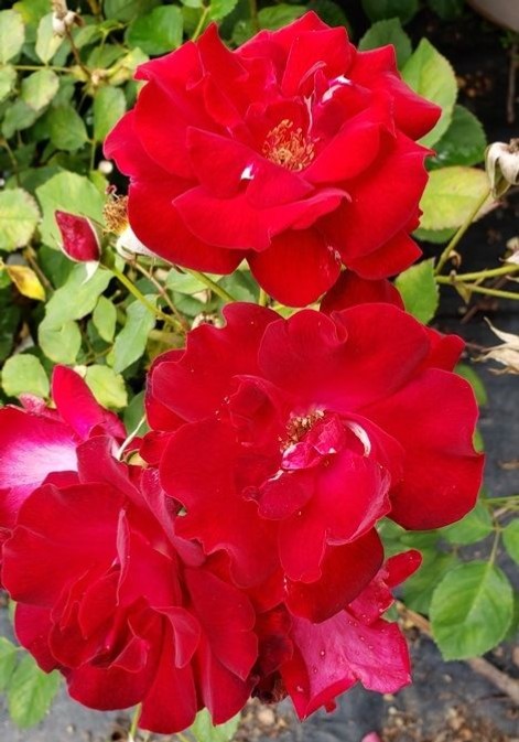 valentina rose