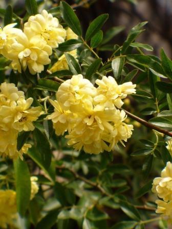 Yellow Lady Banks' Rose, Banksia Rose