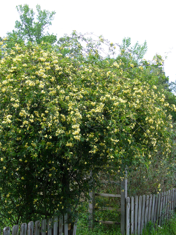 Yellow Lady Banks' Rose, Banksia Rose