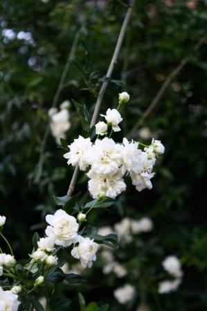 White Lady Banks' Rose, Banksia Rose