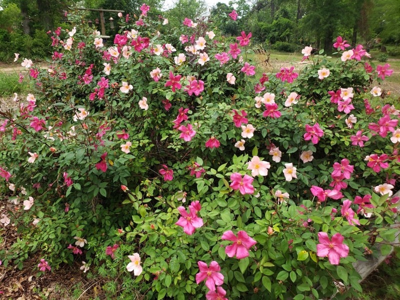 Mutabilis Rose, The Butterfly Rose