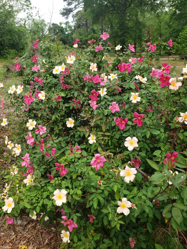 Mutabilis Rose, The Butterfly Rose