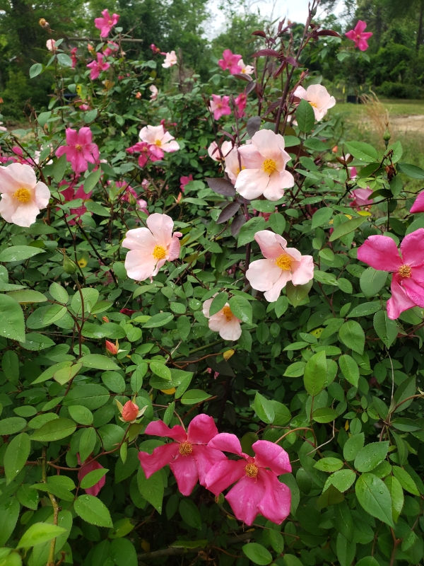 Mutabilis Rose, The Butterfly Rose