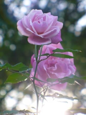 Old Blush Rose