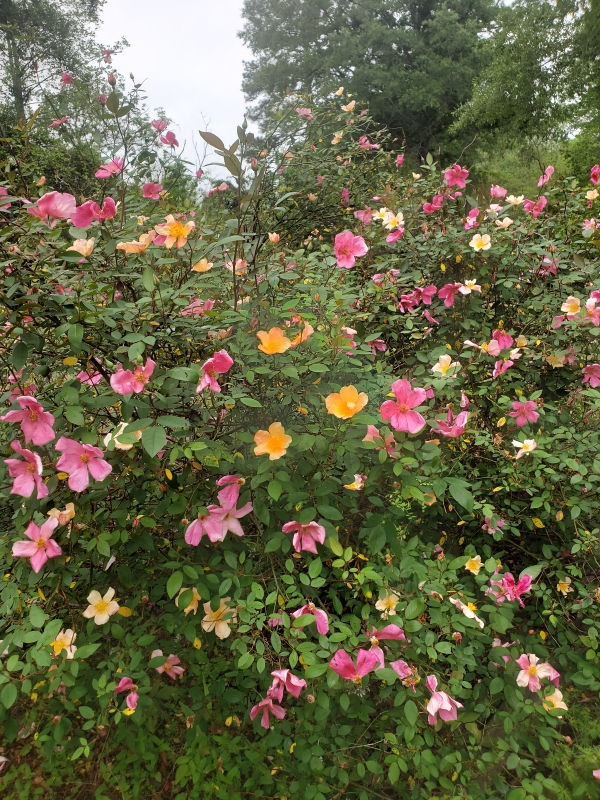 Mutabilis Rose, The Butterfly Rose