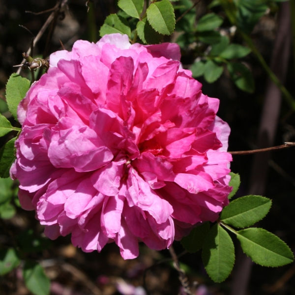 Chestnut Burr Rose, Chinquapin Rose, Burr Rose, Hoi-tong-hong Rose