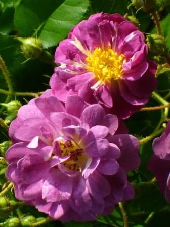 Veilchenblau Climbing Rose