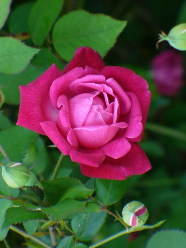 Craimoisi Superieur Rose