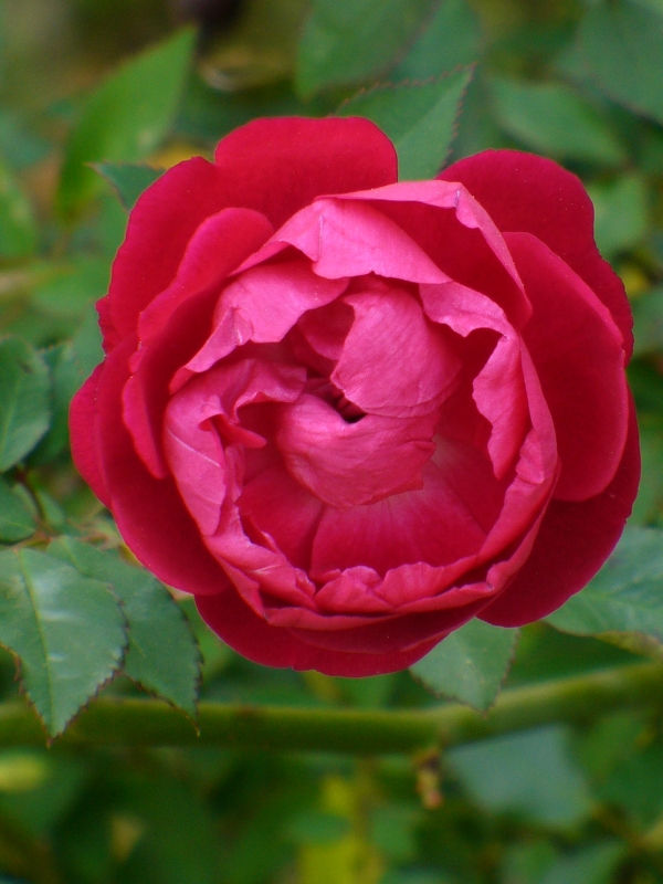 Craimoisi Superieur Rose