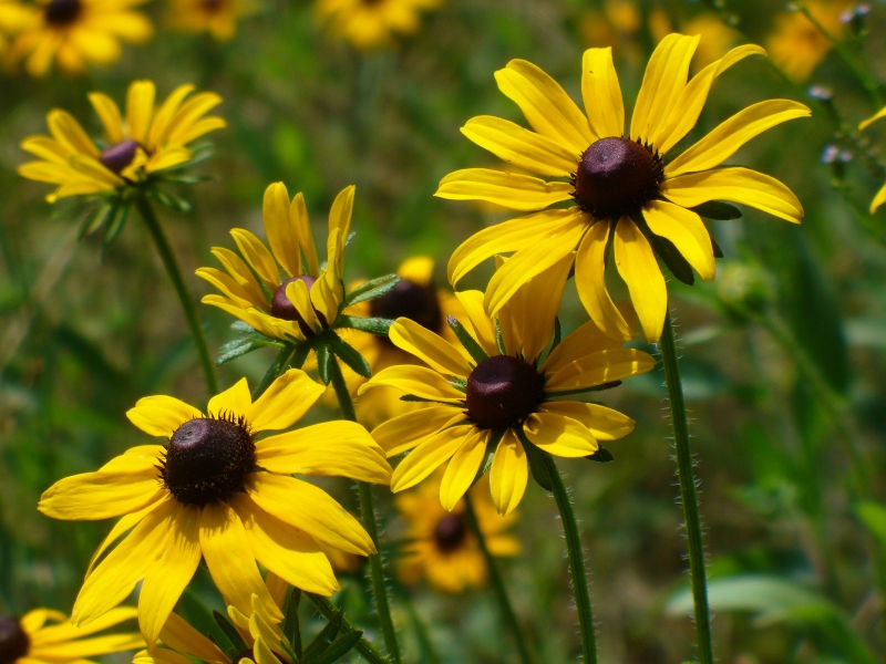 Black-Eyed Susan, Gloriosa Daisy, Rudbeckia