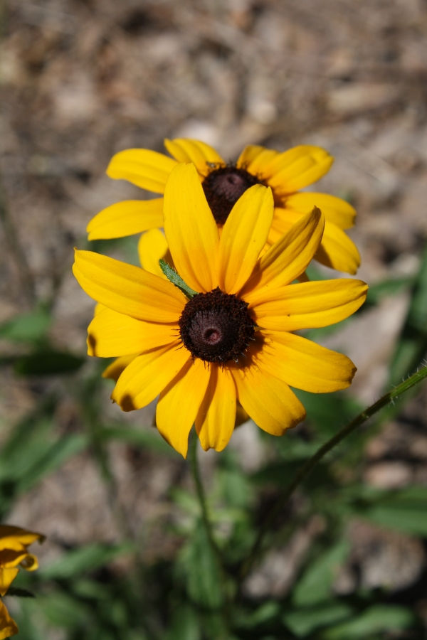 Black-Eyed Susan, Gloriosa Daisy, Rudbeckia