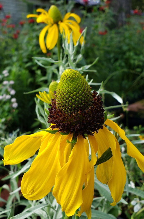 Texas Coneflower