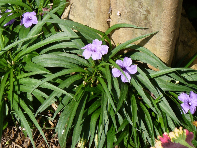 Katie Blue Dwarf Ruellia, Dwarf Mexican Petunia, Desert Petunia, Mexican Blue Bells, Florida Bluebells