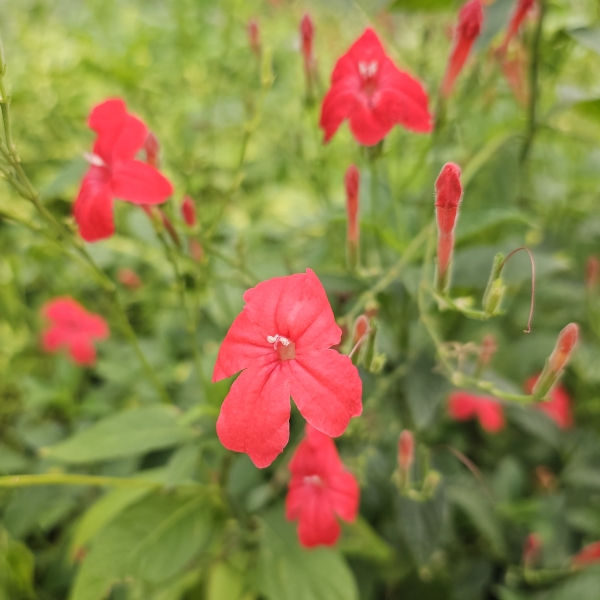 Rio Red Ruellia