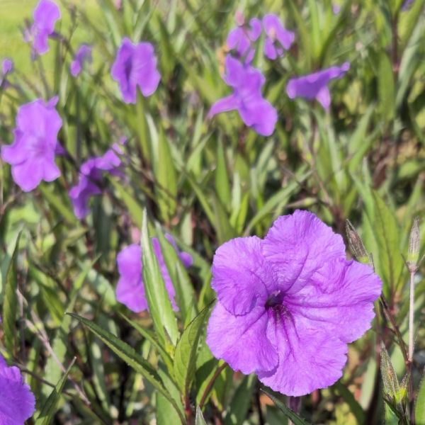 Purple Showers Mexican Petunia, Desert Petunia, Florida Bluebells, Mexican Bluebells