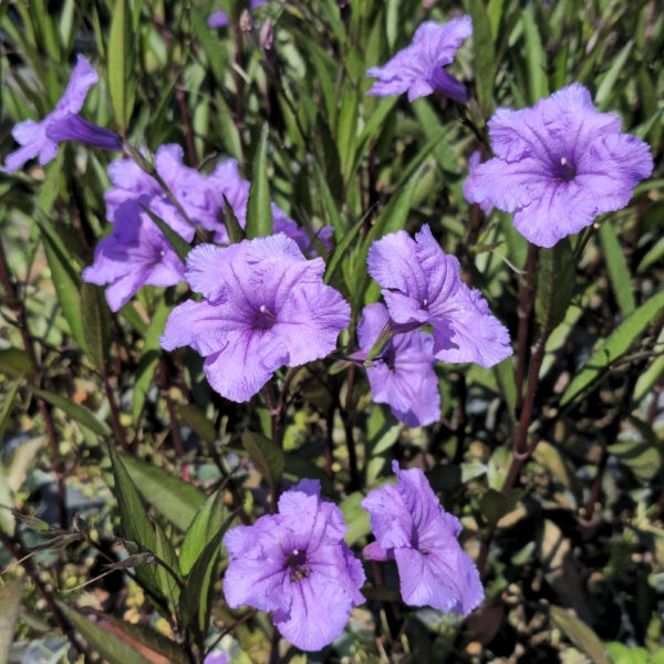 Purple Showers Mexican Petunia, Desert Petunia, Florida Bluebells, Mexican Bluebells