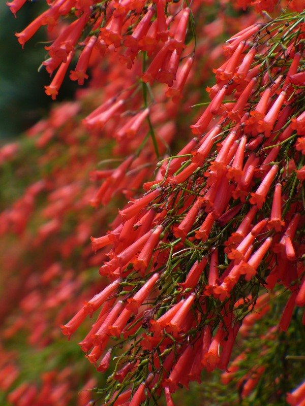 Red Firecracker Fern, Firecracker Plant, Coral Fountain Plant, Russellia