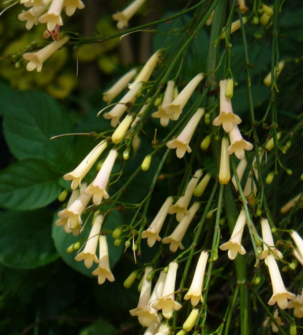Yellow Firecracker Fern, Firecracker Plant, Coral Fountain Plant, Russellia
