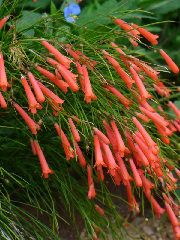 Red Firecracker Fern, Firecracker Plant, Coral Fountain Plant, Russellia