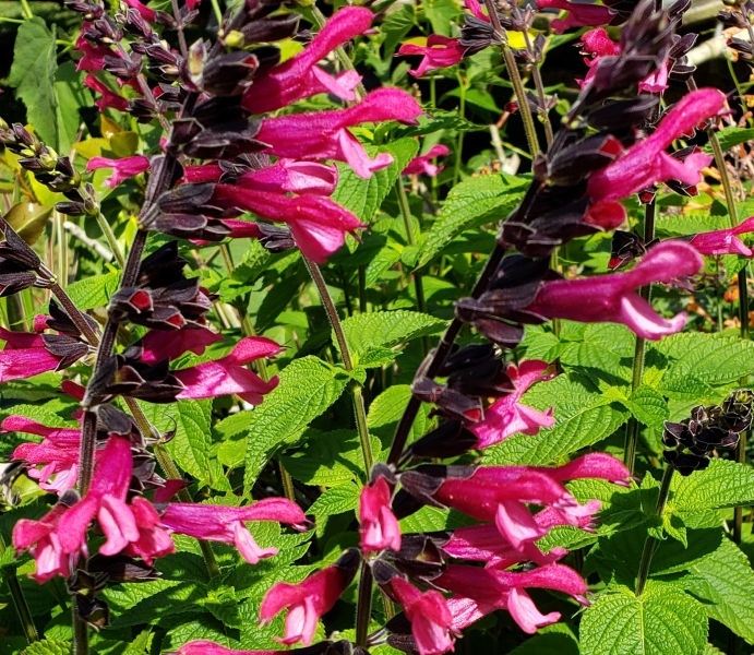Amante Salvia, Sage