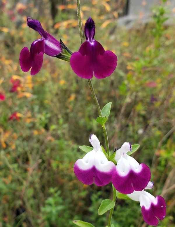 Amethyst Lips Salvia, Autumn Sage