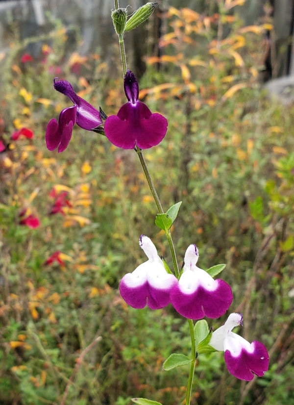 Amethyst Lips Salvia, Autumn Sage