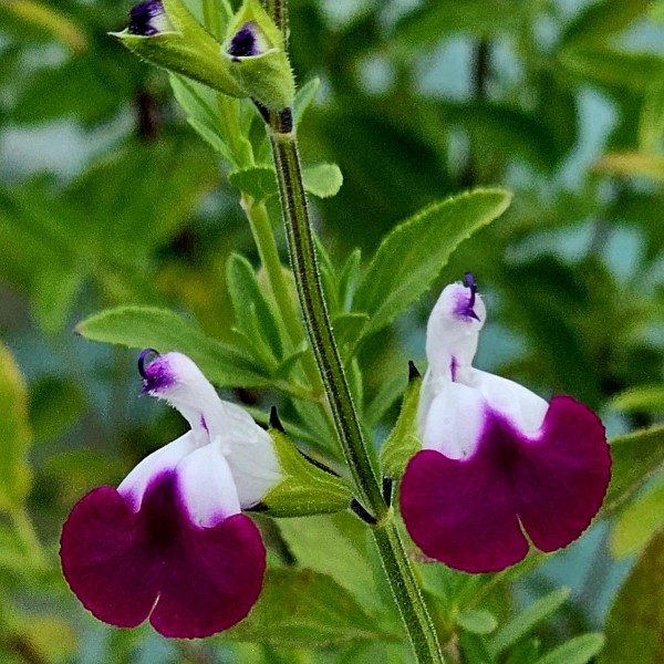 Amethyst Lips Salvia, Autumn Sage