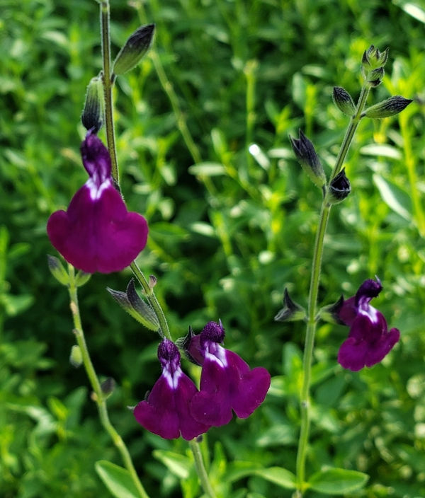 Amethyst Lips Salvia, Autumn Sage