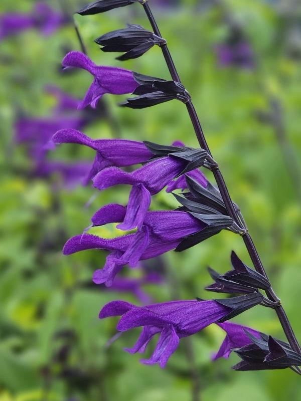 Amistad Salvia, Friendship Sage
