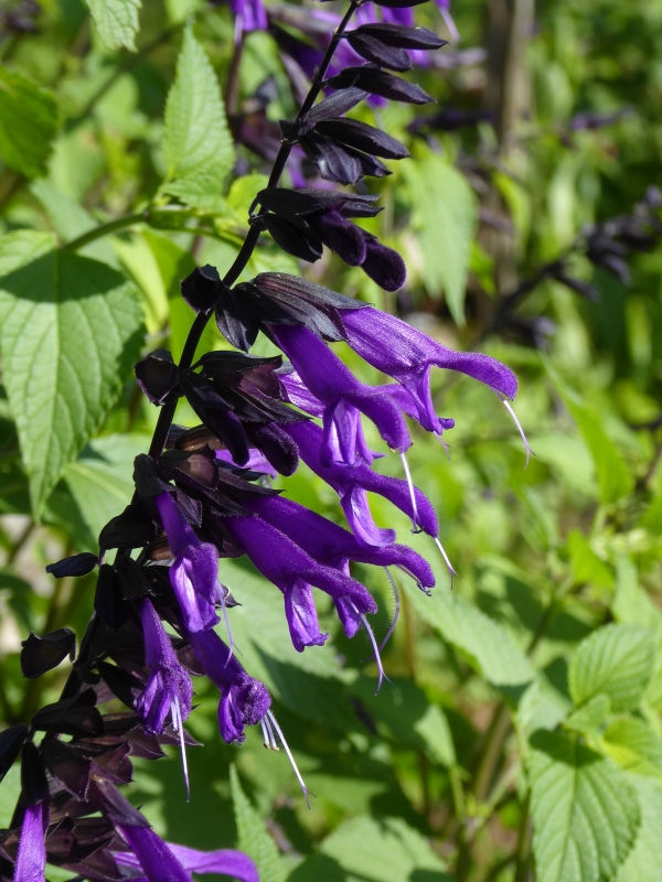 Amistad Salvia, Friendship Sage