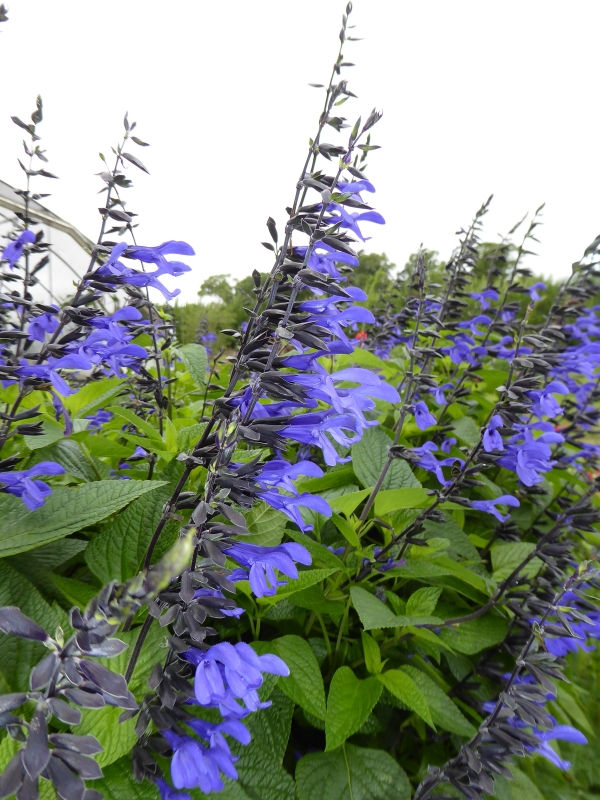 Black & Bloom Salvia, Anise Sage