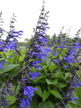 Recently introduced cultivar SALVIA Black and Bloom a real eyecatcher.