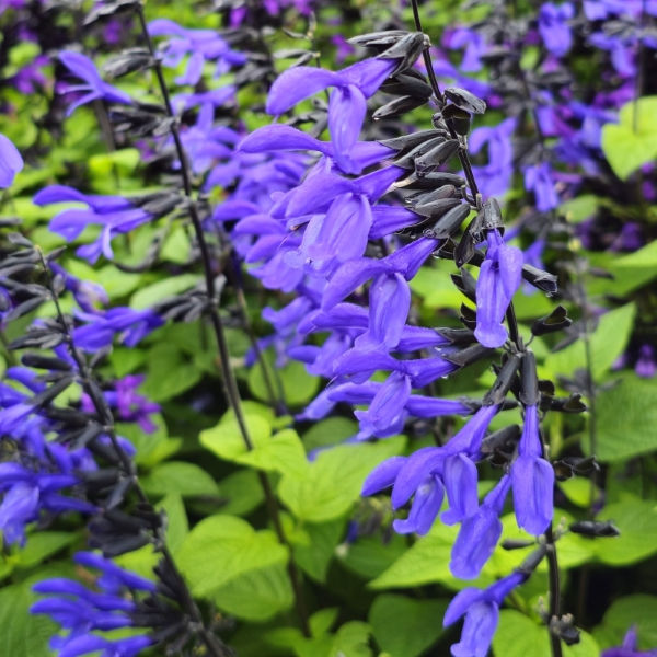 Black & Bloom Salvia, Anise Sage