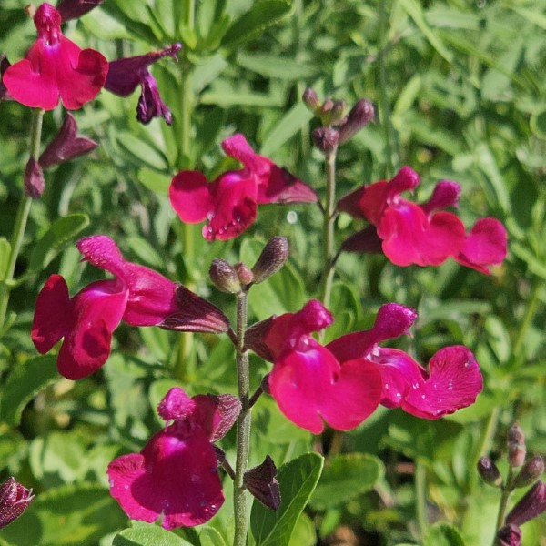 Boysenberry Jam Salvia, Autumn Sage