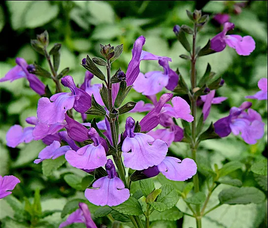 Cool Violet Salvia, Mountain Sage, Little Leaf Sage, Baby Sage, Graham's Sage, Black Currant Sage