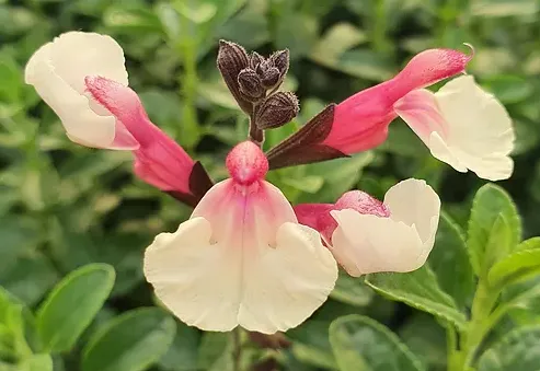 Cuello Cream Pink Salvia
