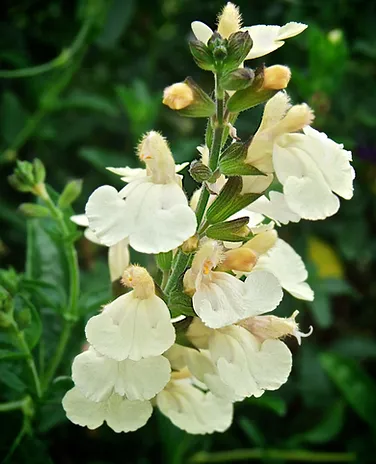 Lemon Pie Salvia, Sage