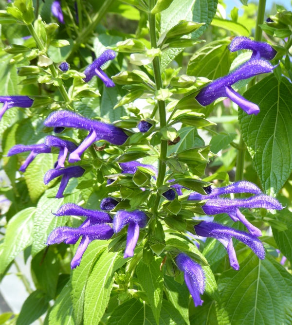 Margie Griffith Salvia, Sage