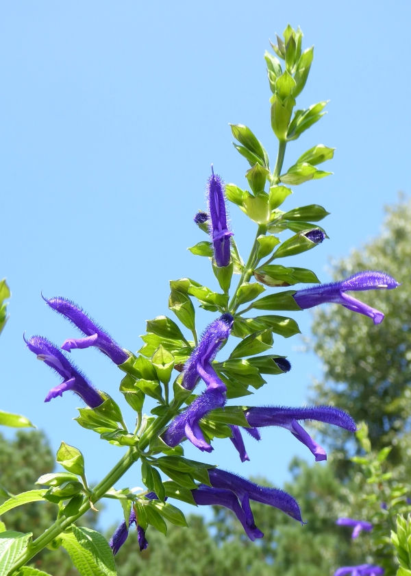 Margie Griffith Salvia, Sage
