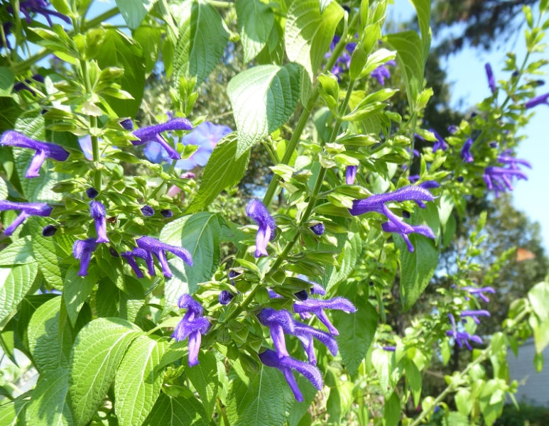 Margie Griffith Salvia, Sage