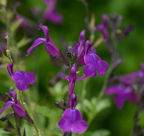 Mirage Deep Purple Salvia, Autumn Sage - Purple Flowers or ...