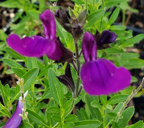 Mirage™ Deep Purple Salvia, Autumn Sage